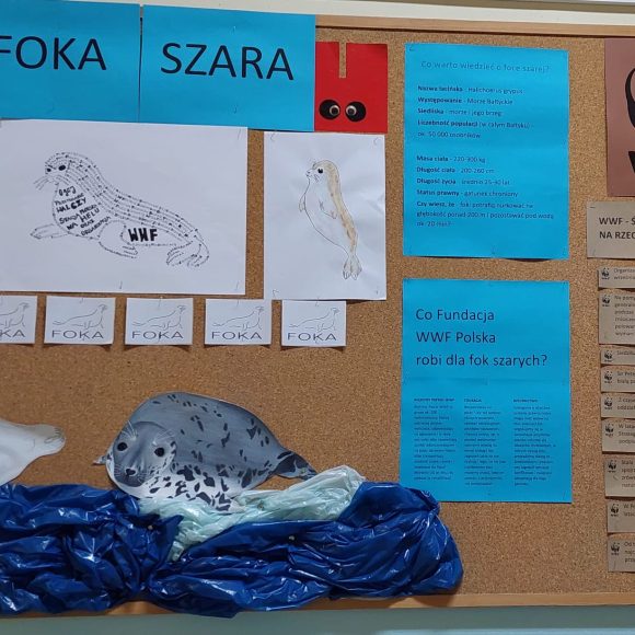 „TRÓJKA” POMAGA FOKOM SZARYM!